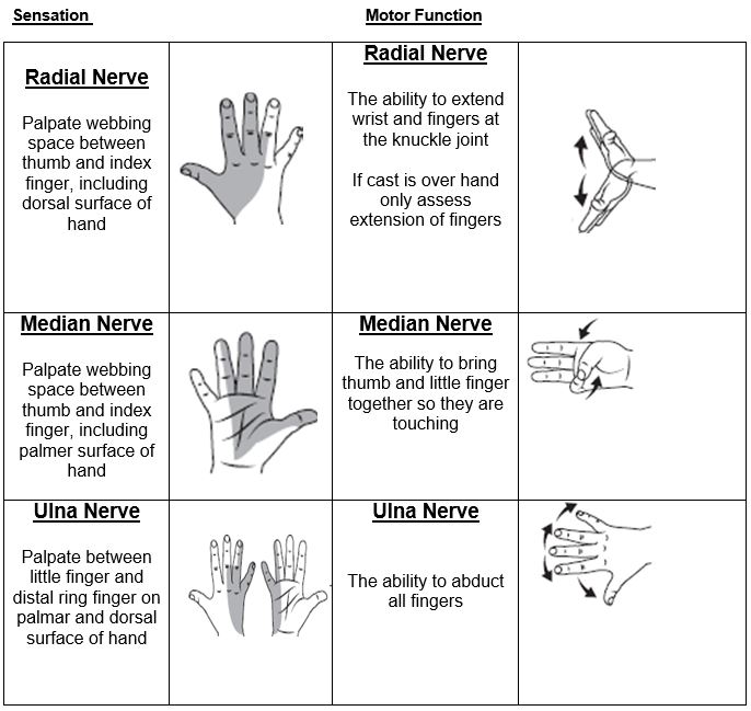 Neurovascualr obs Radial Median and Ulna Nerve